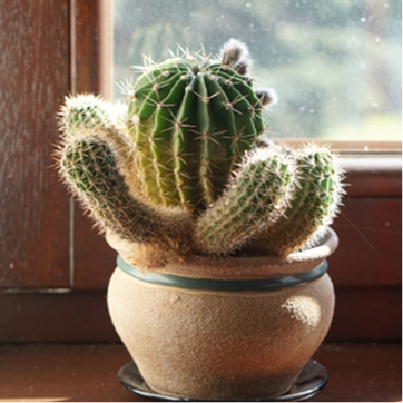 cactus 1